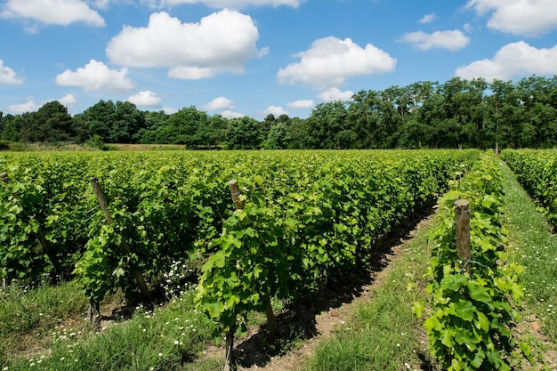 Französischer Weinberg mit blauem Himmel