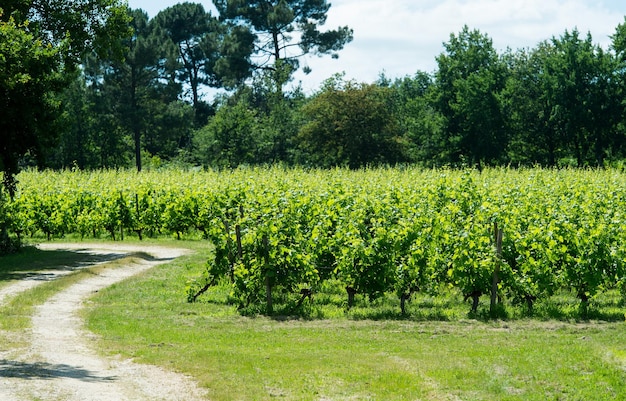 Französischer Weinberg mit blauem Himmel