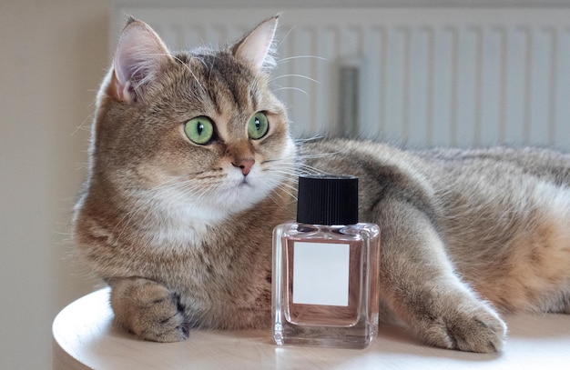 Frasco elegante de perfume feminino e chinchila dourada British shorthair NY25