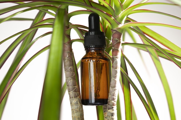 Frasco de suero sin marca con hojas en la planta marginada de dracaena Concepto de spa para el cuidado de la cara y el cuerpo Cosmético natural en frasco de vidrio con una pipeta