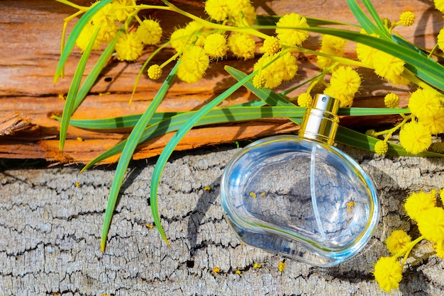 Frascos de perfume feminino repousam na casca da árvore com um galho de mimosa no sol