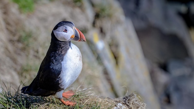 Fratercula arctica, frailecillo Aves de Islandia