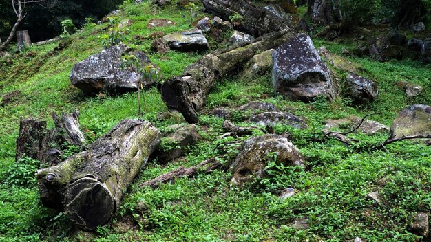Foto fratura tronco de árvore na grama, textura de madeira natural.