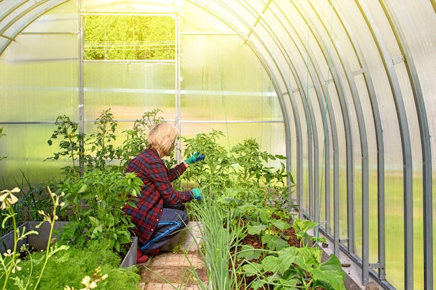 Frau arbeitet in einem Gewächshaus und untersucht die gepflanzten Gurken und Tomaten.