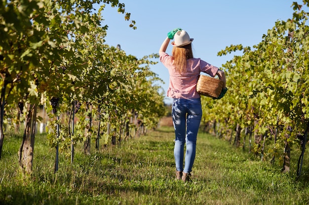 Frau arbeitet in einem Weinberg