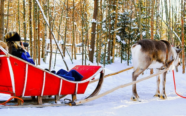 Frau auf dem Rentierschlitten in Finnland in Rovaniemi auf der Lapplandfarm. Dame auf Weihnachtsschlitten bei Winterschlittenfahrt-Safari mit Schnee Nordpol der finnischen Arktis. Spaß mit norwegischen samischen Tieren