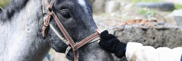 Frau berührt mit der Hand den Kopf eines grauen Pferdes, Menschen- und Pferdefreundschaft.