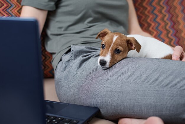 Frau, die auf Sofa mit ihrem Welpen Jack Russell Terrier Hund und Arbeit am Laptop-Computer sitzt. Fernarbeit von zu Hause aus