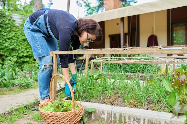 Frau, die Dillsalat erntet, lässt Frühlingszwiebel-Rucola-Kraut im Korb