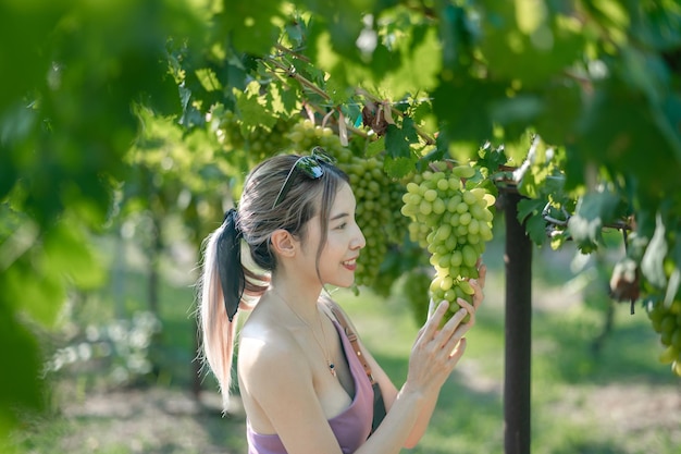 Frau, die draußen im Weinberg Trauben erntet