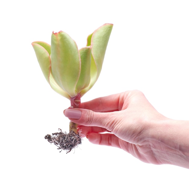 Frau, die Echeveria-Sukkulenten-Schneidpflanze in der Hand hält