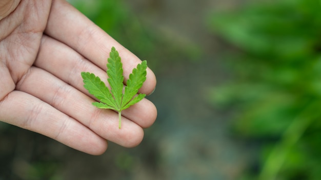 Frau, die ein Marihuana-Blatt auf einem grünen Hintergrund hält.