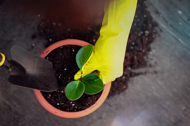 Frau, die eine grüne Blume pflanzt. Pflege für Garten- und Naturkonzept. Weibliches Eintopfen einer Blumennahaufnahme. Bio-Garten-Konzept.