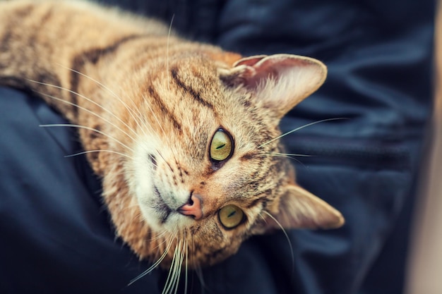 Frau, die eine streunende Katze im Freien hält