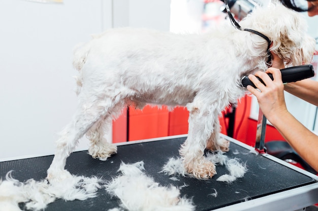 Frau, die einen weißen Hund rasiert