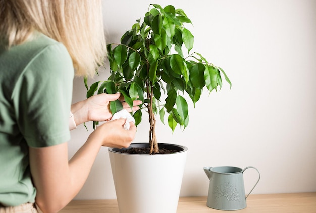 Frau, die Ficusblatt vom Staub säubert