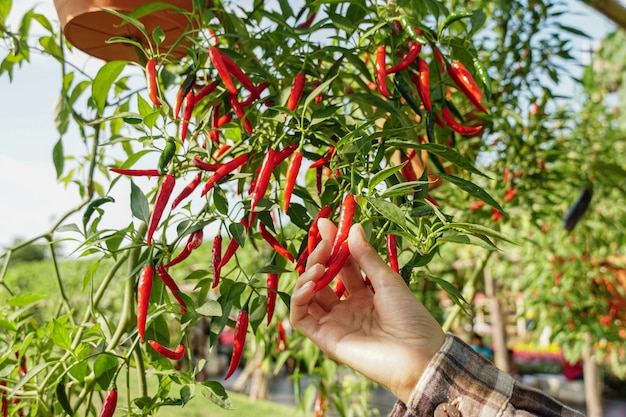 Frau, die frische rote Paprikas von einem Baum auswählt. Landwirt Produzent von Bio-Lebensmitteln für den lokalen Markt.