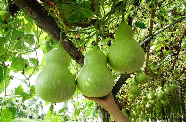 Frau, die frischen großen Flaschenkürbisbaum von einem Baum auswählt. Landwirt Produzent von Bio-Lebensmitteln für den lokalen Markt.