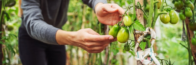 Frau, die für wachsende Tomatenfrüchte in einem Gewächshaus sich interessiert