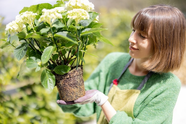 Frau, die Hortensienpflanze mit Wurzeln und Boden hält und sie neu bepflanzt
