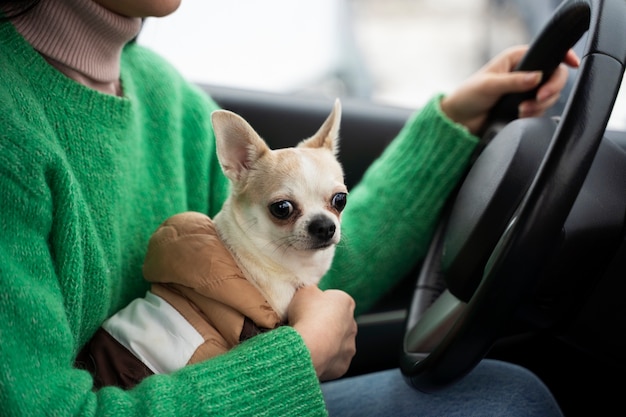 Foto frau, die ihr haustier im auto trägt