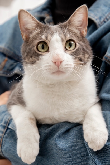 Foto frau, die ihre entzückende miezekatze zuhause hält