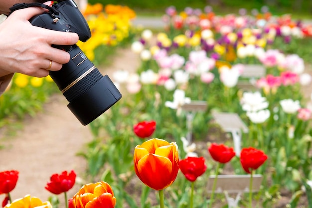 Frau, die im Frühjahr rote Tulpenblume im Park fotografiert