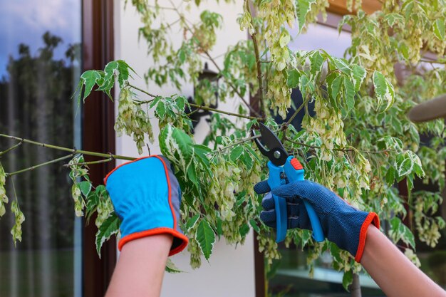 Frau, die junge Baumzweige im Freien in der Nähe trimmt Gartenarbeit zu Hause