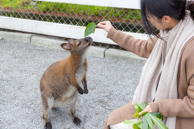 Frau, die Kängurus im Zoo füttert