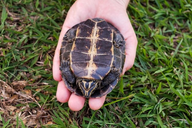 Frau, die kleine Schildkröte in den Händen hält Schildkröte hat Angst und versteckt sich in der Schale