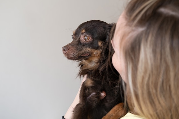 Frau, die lustigen braunen russischen Spielzeugterrier hält Konzept zur Pflege von Haustieren. Liebe und Freundschaft zwischen Mensch und Tier. Foto in hoher Qualität