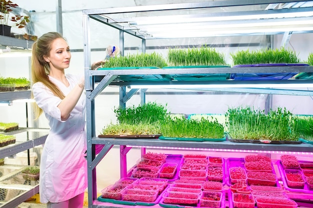 Frau, die Microgreens mit Wasser besprüht. Eine kleine mikrogrüne Farm.