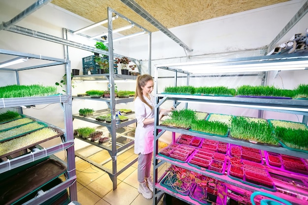 Frau, die Microgreens mit Wasser besprüht. Eine kleine mikrogrüne Farm.