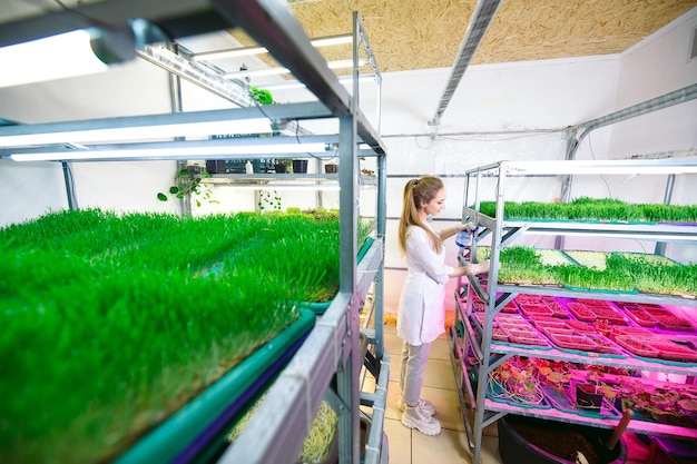 Frau, die Microgreens mit Wasser besprüht. Eine kleine mikrogrüne Farm.