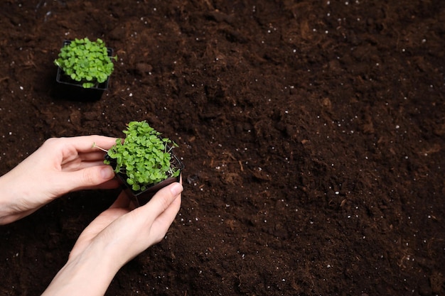 Frau, die Microgreens-Samen im Garten pflanzt, Nahaufnahme Platz für Text