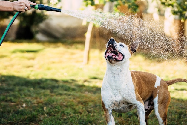 Frau, die mit einem Hund mit dem Wasser spielt, bildet einen Schlauch in einem Garten