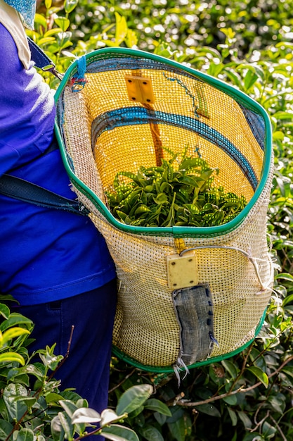 Frau, die morgens in der Plantage des grünen Tees, Chiang Rai, Thailand arbeitet