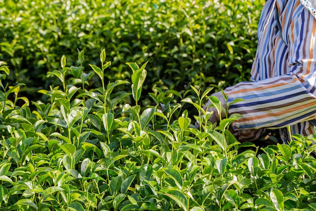 Frau, die morgens in der Plantage des grünen Tees, Chiang Rai, Thailand arbeitet