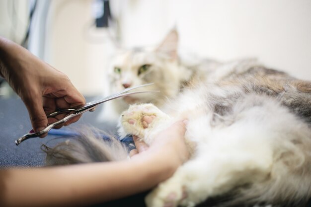 Frau, die Nagelkatze schneidet.