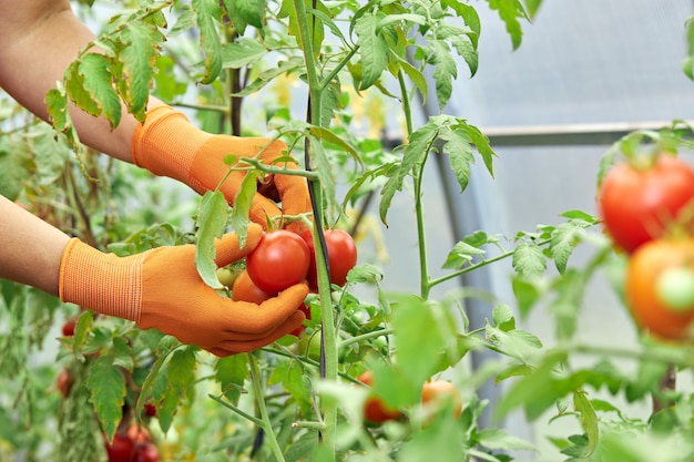 Frau, die organische Tomaten erntet