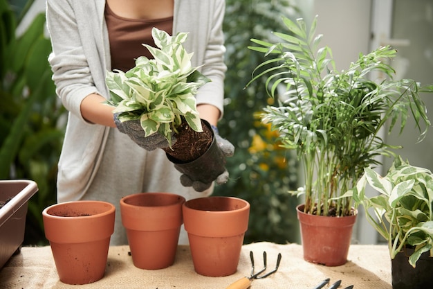 Frau, die Pothos-Blume umtopft