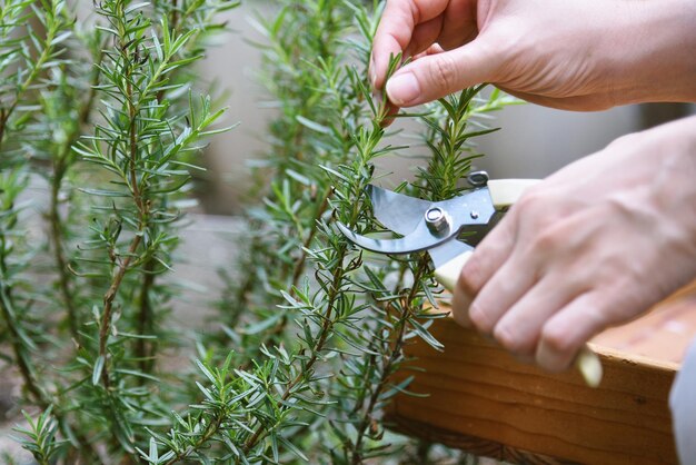 Frau, die Rosmarinkräuterzweige mit einer Schere schneidet Handpflücken aromatischer Gewürze aus dem Gemüsegarten