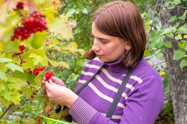 Frau, die rote Beeren vom Zweig eines herbstgelben Baums auswählt