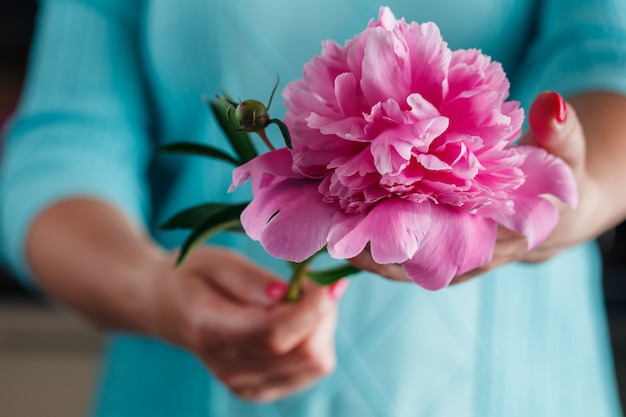 Frau, die schöne rosa Pfingstrosen hält. Mädchen mit Blumenstrauß in ihren Händen. Nahaufnahme der Hände, die Bündel Pfingstrosen halten.