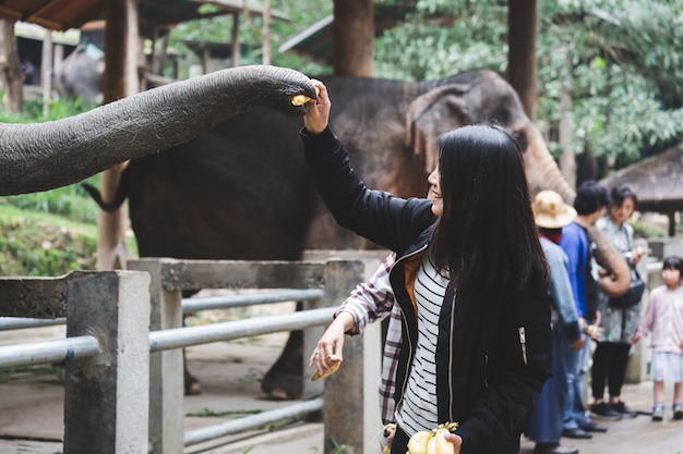 Frau, die thailändischen Elefanten einzieht