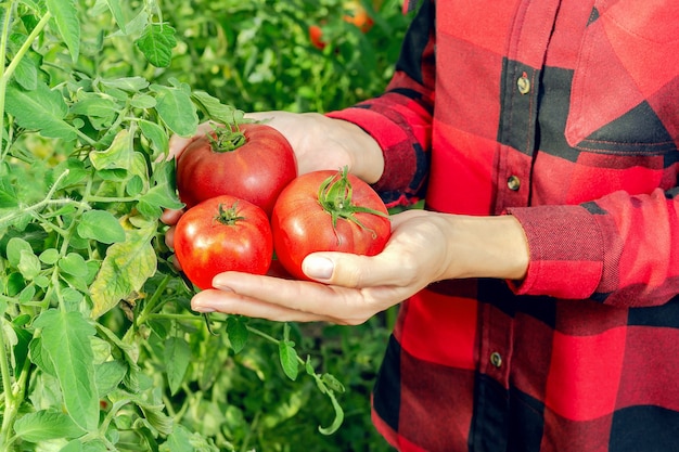 Frau, die Tomaten erntet.