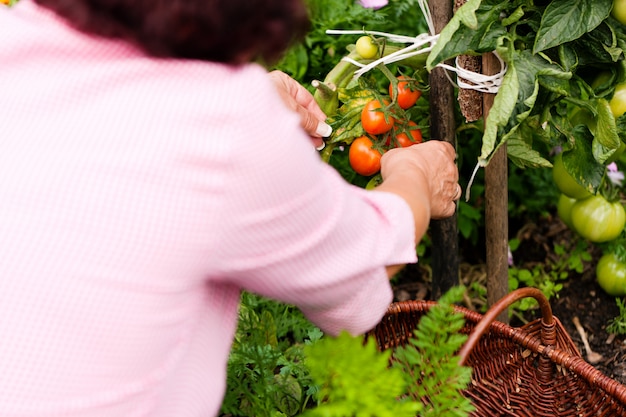 Frau, die Tomaten erntet