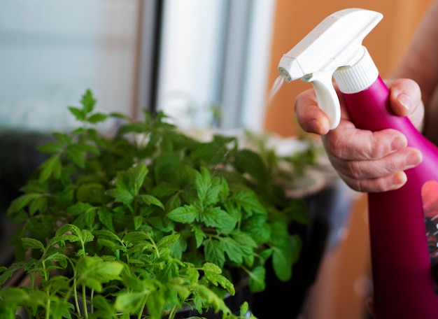 Foto frau, die tomatensämlinge auf einem fensterbrett bewässert