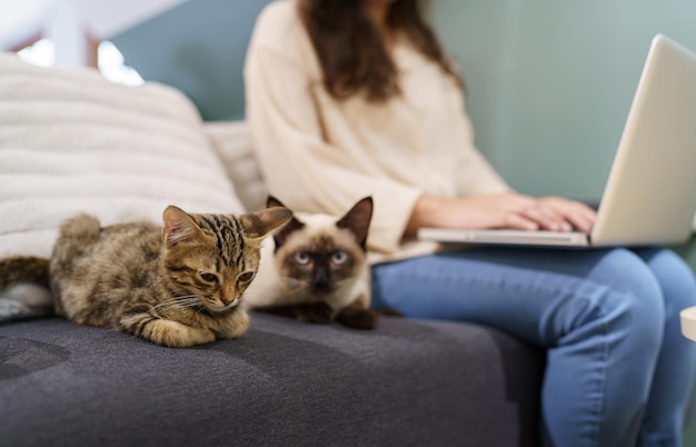 Frau, die von zu Hause aus mit Katze arbeitet, Katze schläft auf der Laptop-Tastaturassistentin Katze, die am Laptop arbeitet
