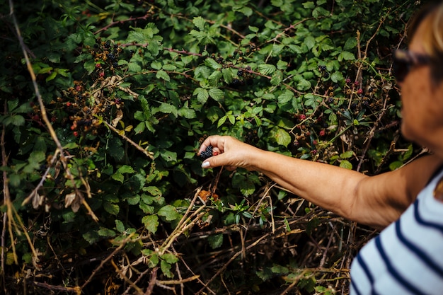 Frau, die wilde Brombeeren auswählt